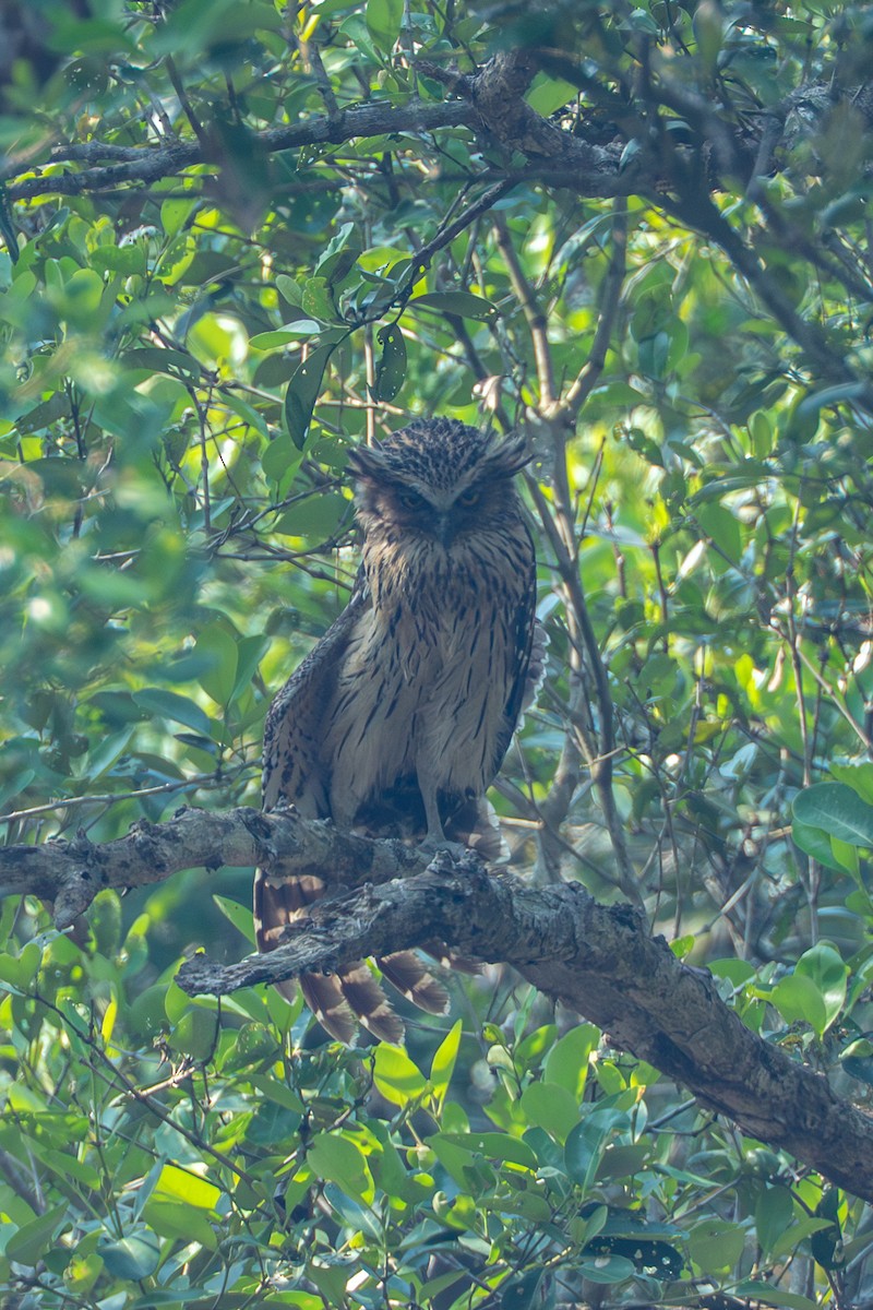 Buffy Fish-Owl - ML641686827