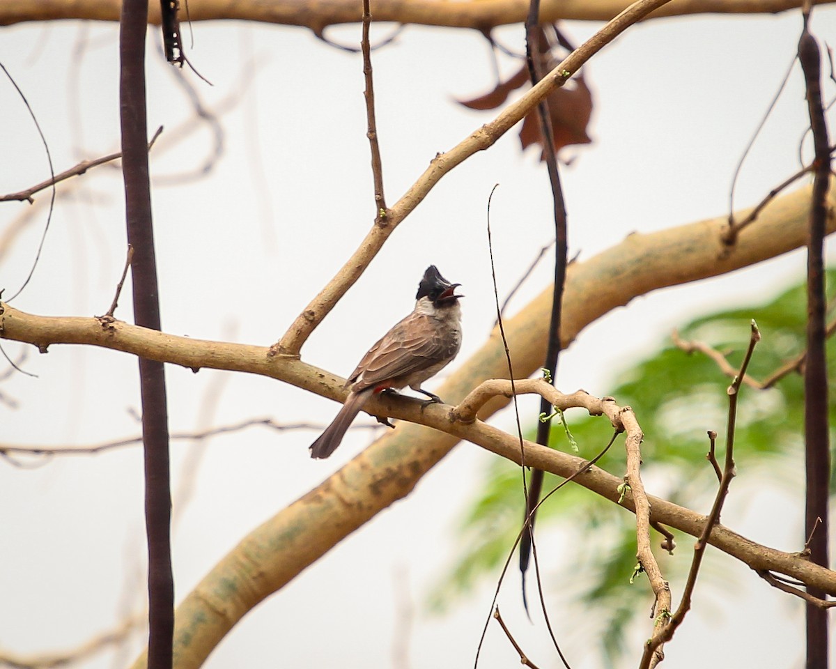 Bulbul urre-ipurdia - ML641686830