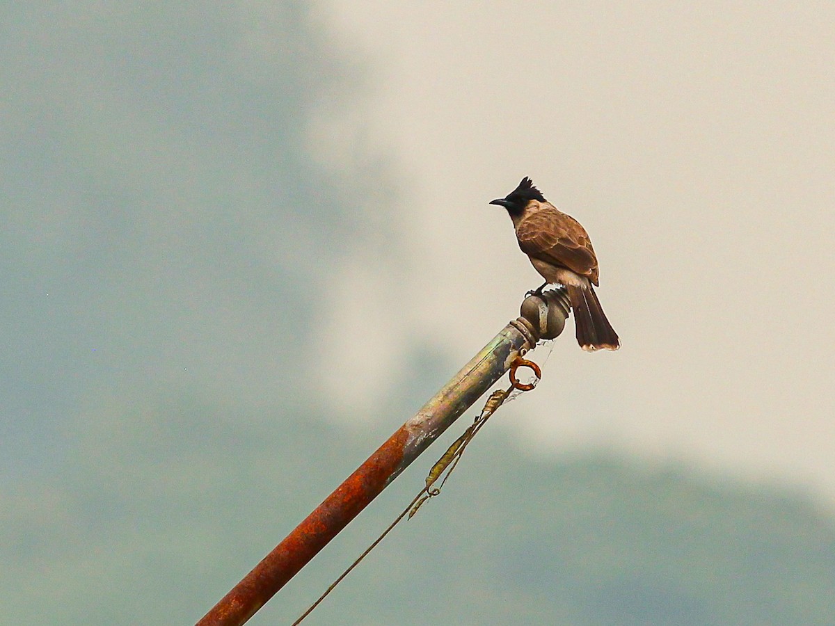 Bulbul urre-ipurdia - ML641686831