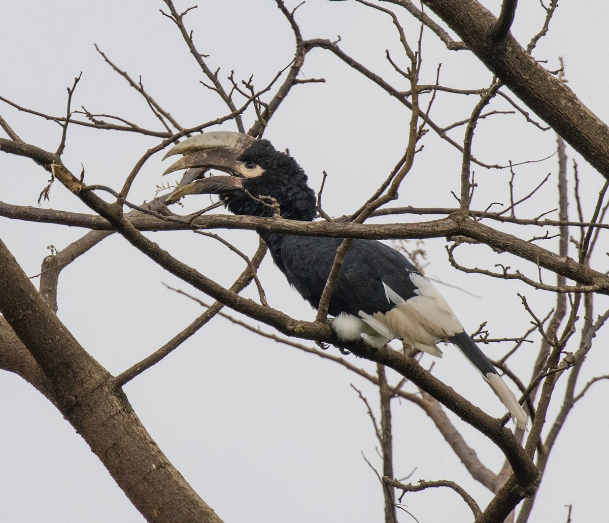 White-thighed Hornbill - ML641686847