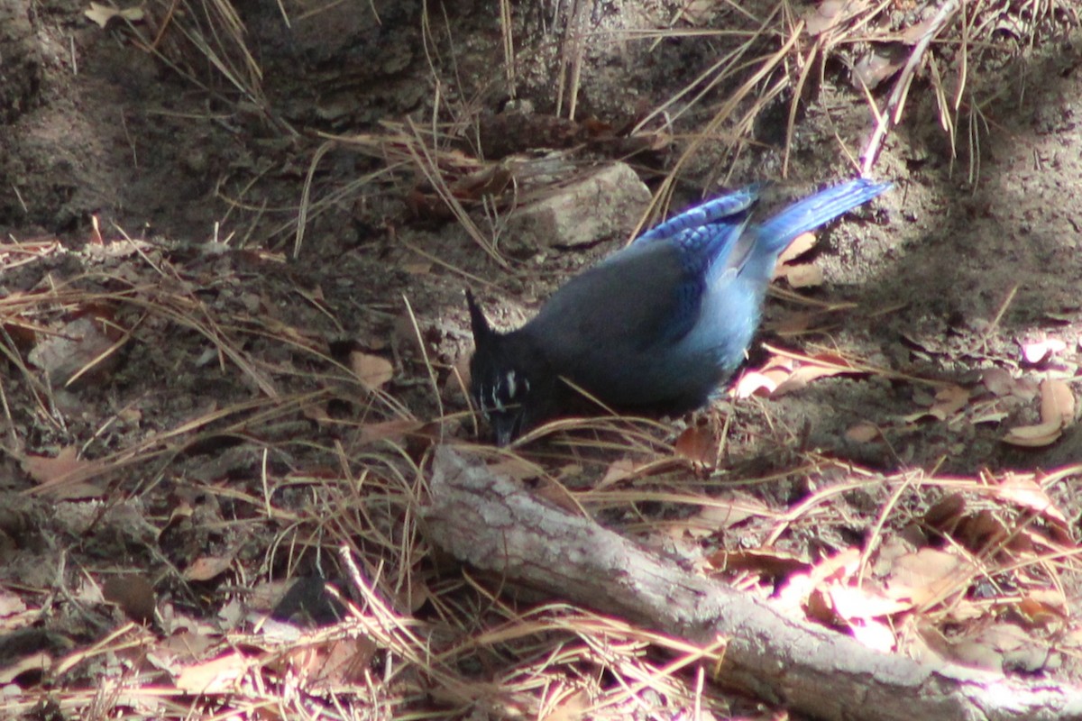 Steller's Jay (Southwest Interior) - ML641686858