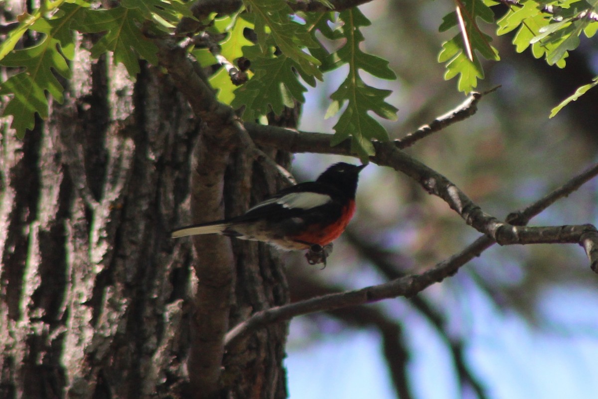 Painted Redstart - ML641686860