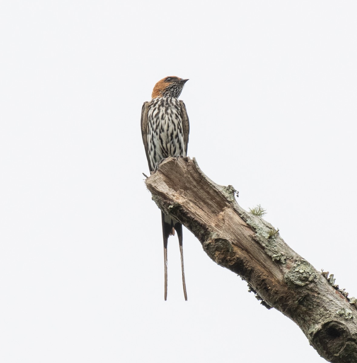 Lesser Striped Swallow - ML641686865