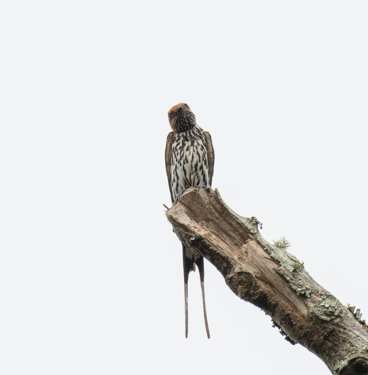 Lesser Striped Swallow - ML641686866