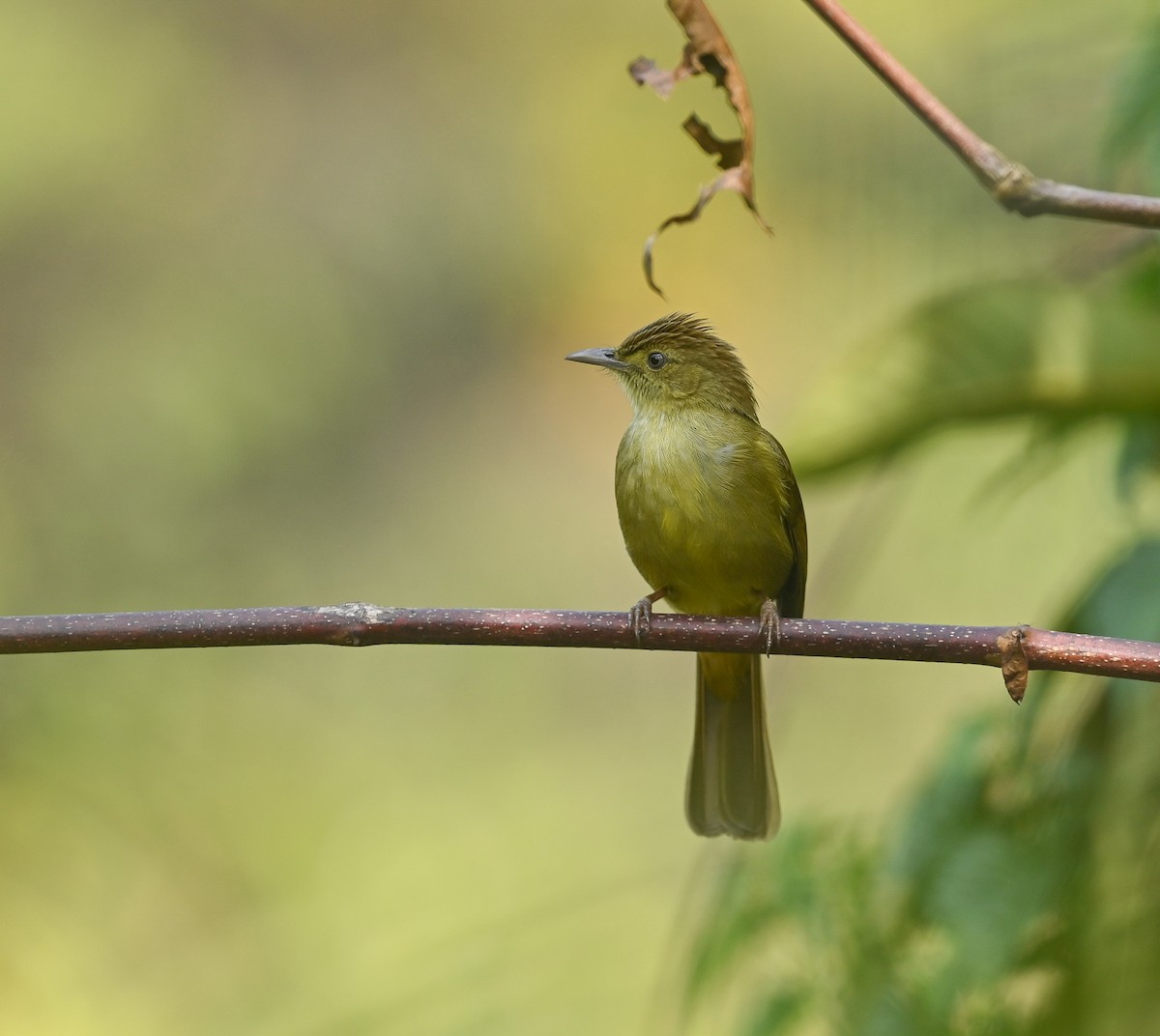 Cachar Bulbul - ML641686899