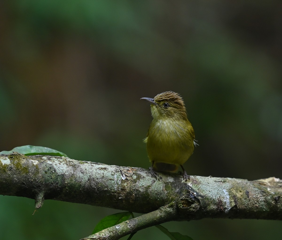 Cachar Bulbul - ML641686901