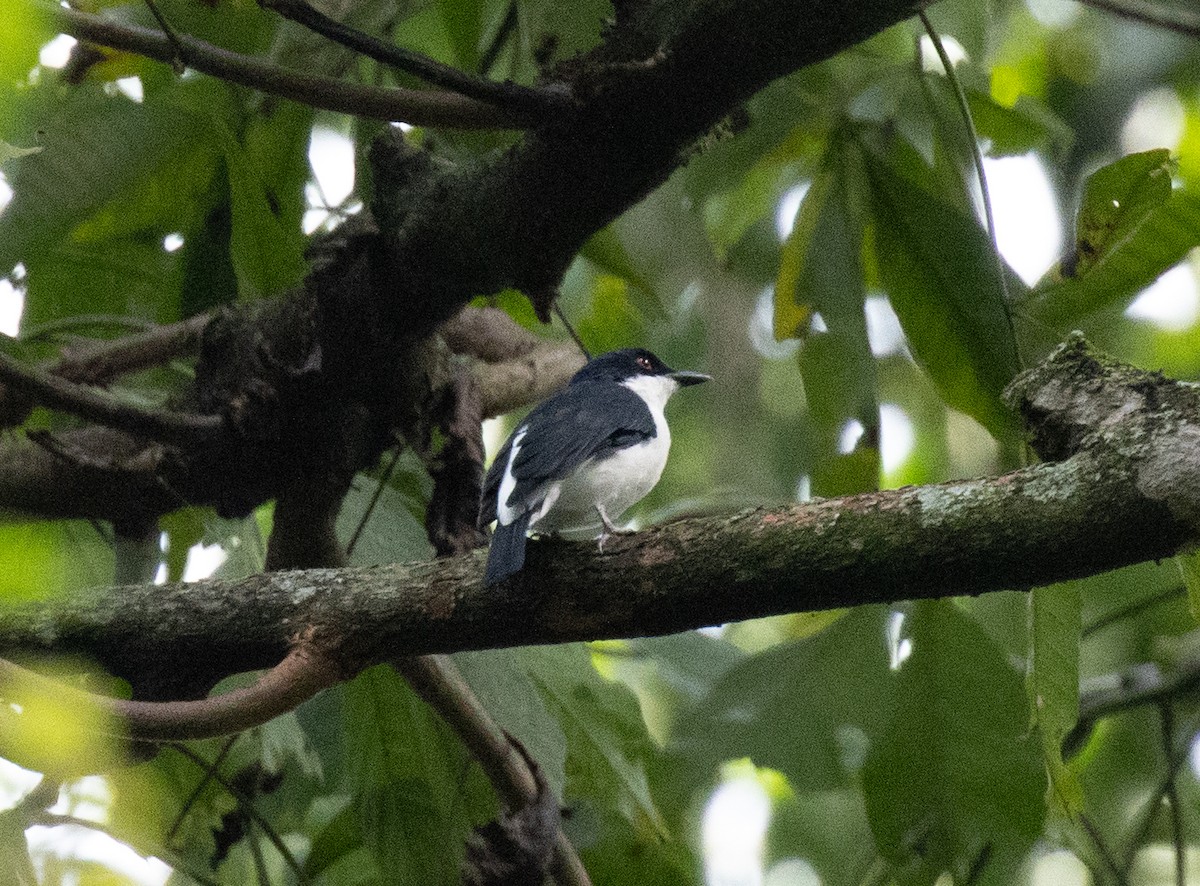 African Shrike-flycatcher - ML641686929