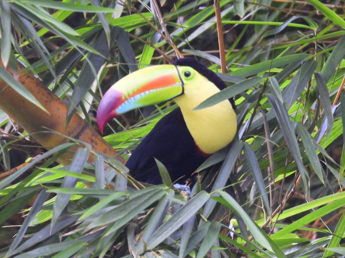 Toucan à carène - ML641686935