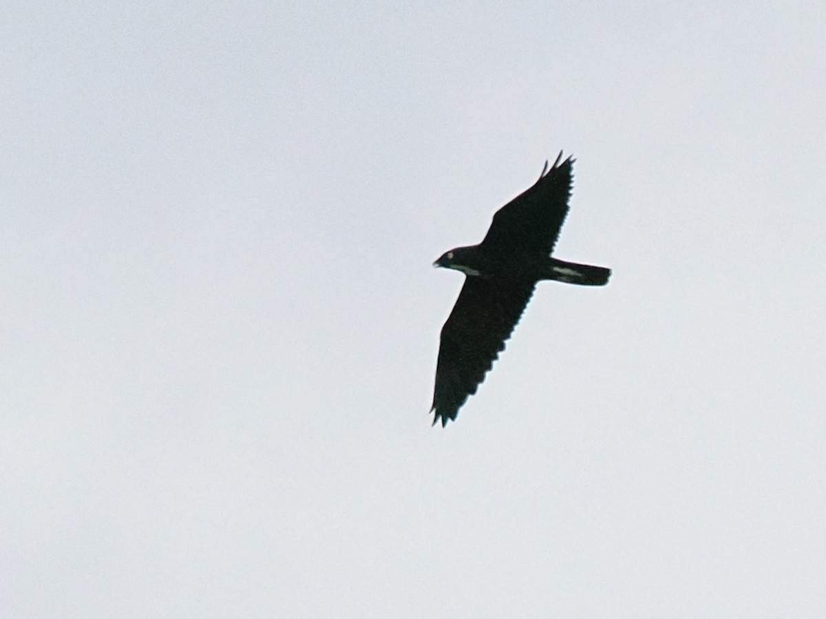 Bat Hawk - ML641686943