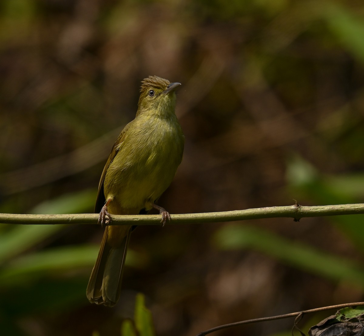 Cachar Bulbul - ML641686947