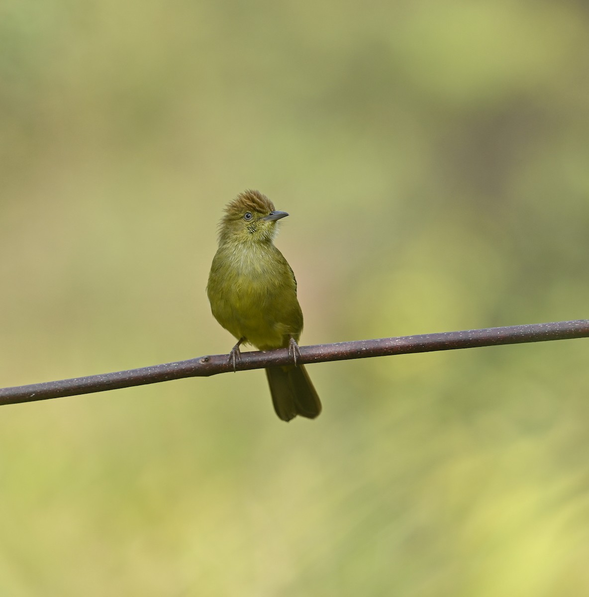 Cachar Bulbul - ML641686948