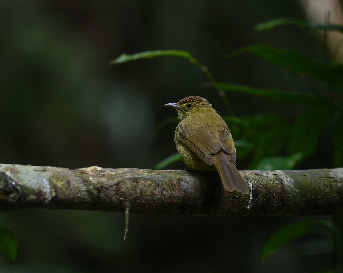 Cachar Bulbul - ML641686949