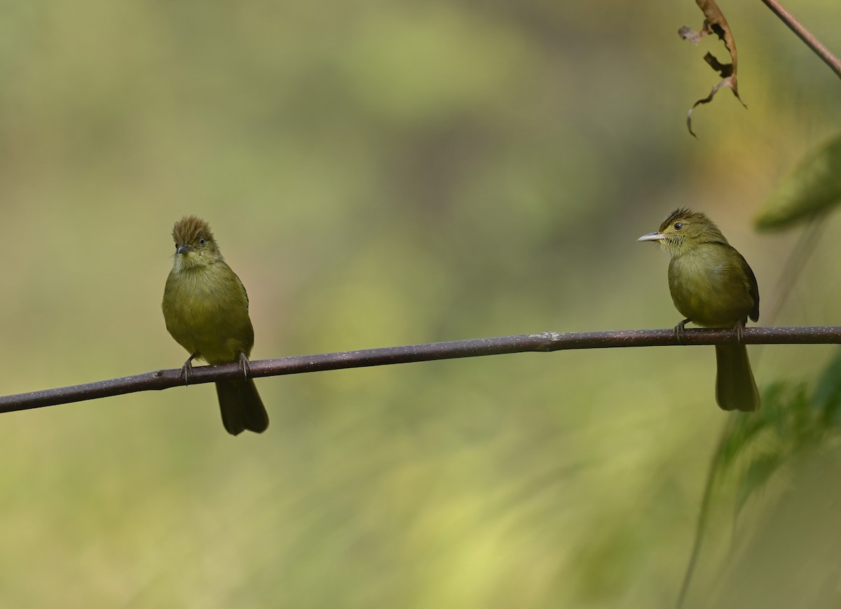 Cachar Bulbul - ML641686950
