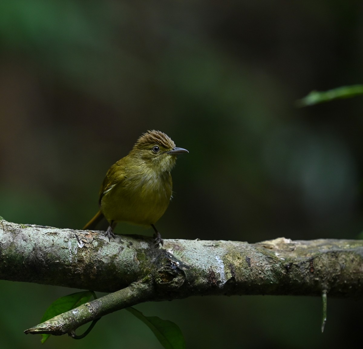 Cachar Bulbul - ML641686952