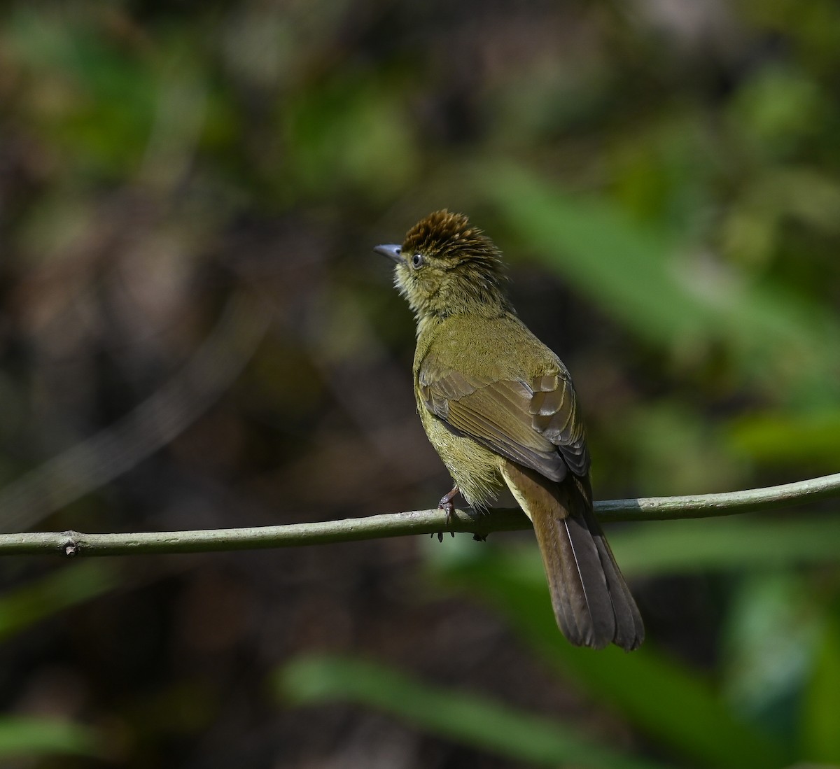 Cachar Bulbul - ML641686953