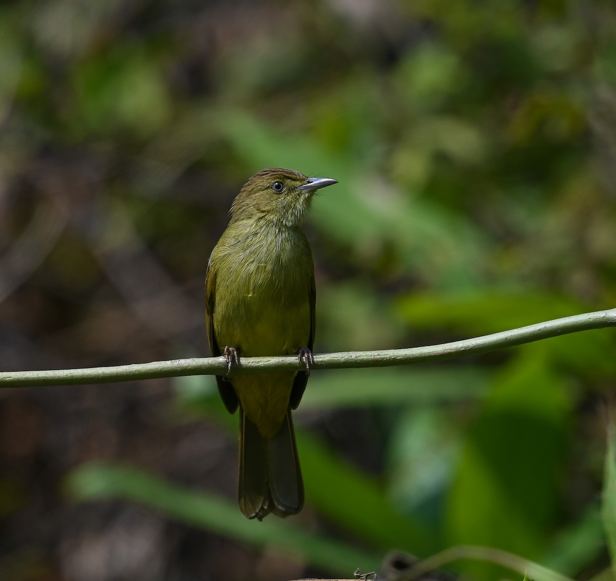 Cachar Bulbul - ML641686954