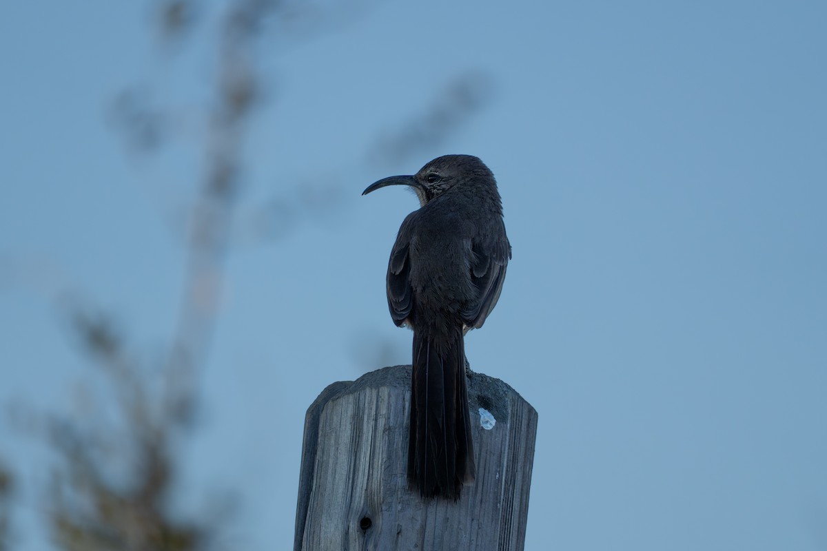 California Thrasher - ML641686972