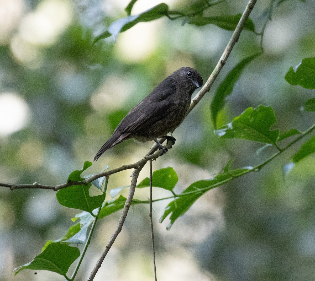 Sooty Flycatcher - ML641687061