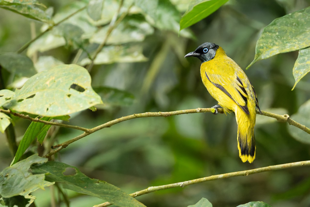 Black-headed Bulbul - ML641687062