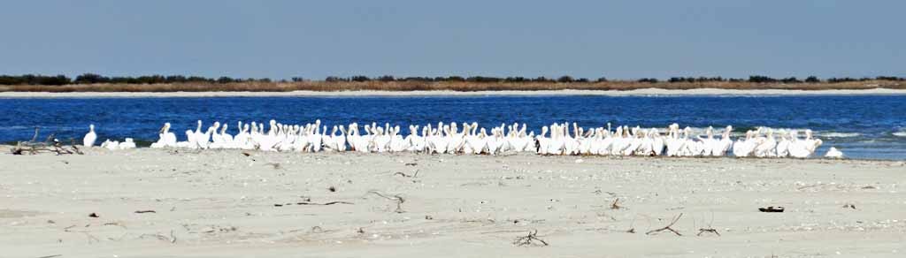 American White Pelican - ML641687072