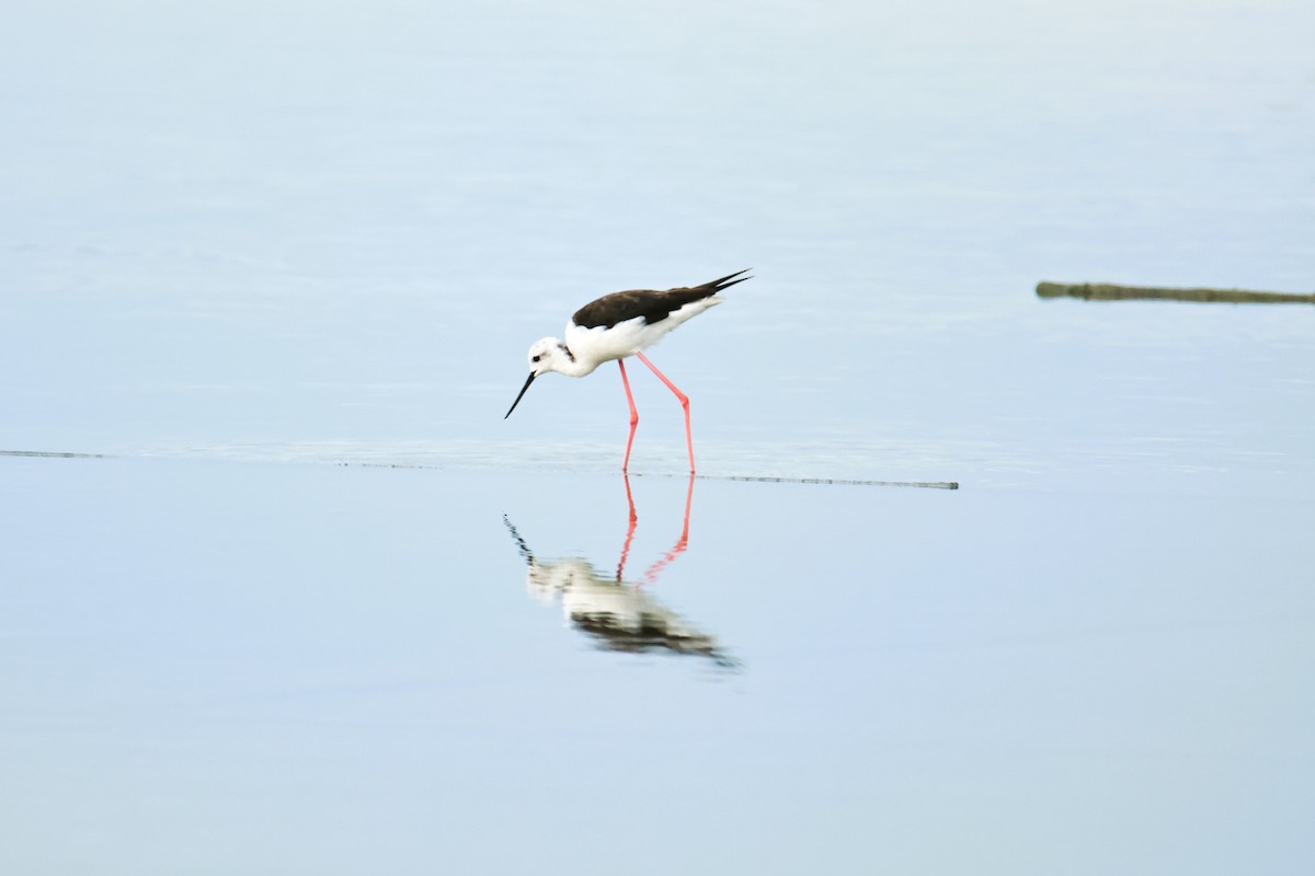 Black-winged Stilt - ML641687073