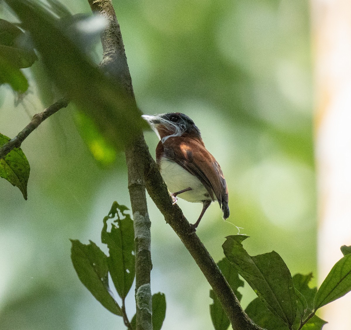Chestnut Wattle-eye - ML641687074