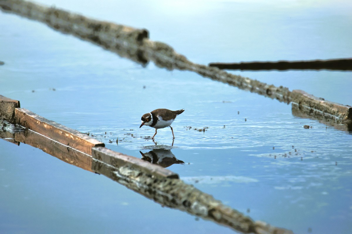 Little Ringed Plover - ML641687110