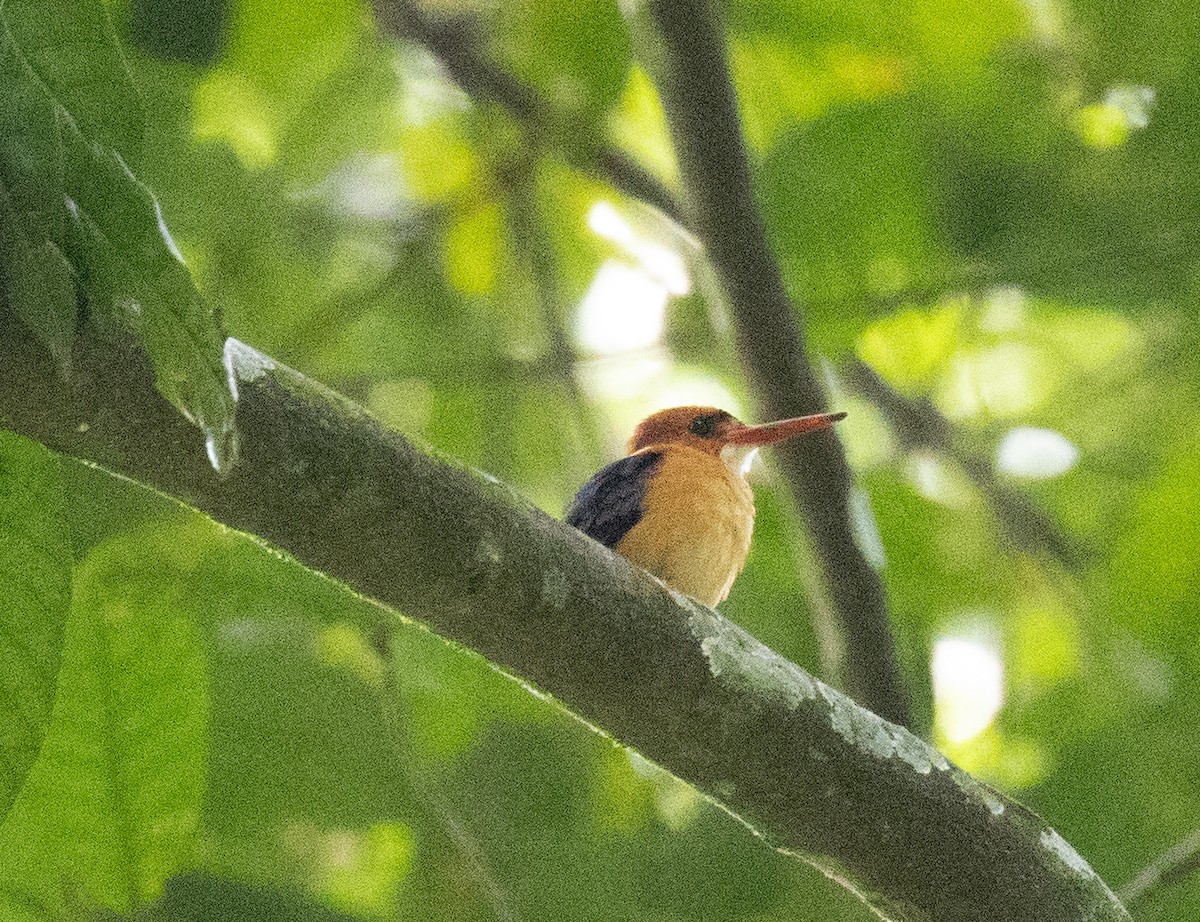 African Dwarf Kingfisher - ML641687119