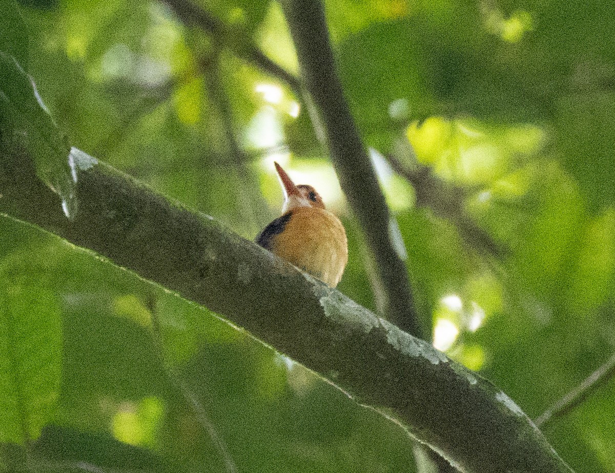 African Dwarf Kingfisher - ML641687120