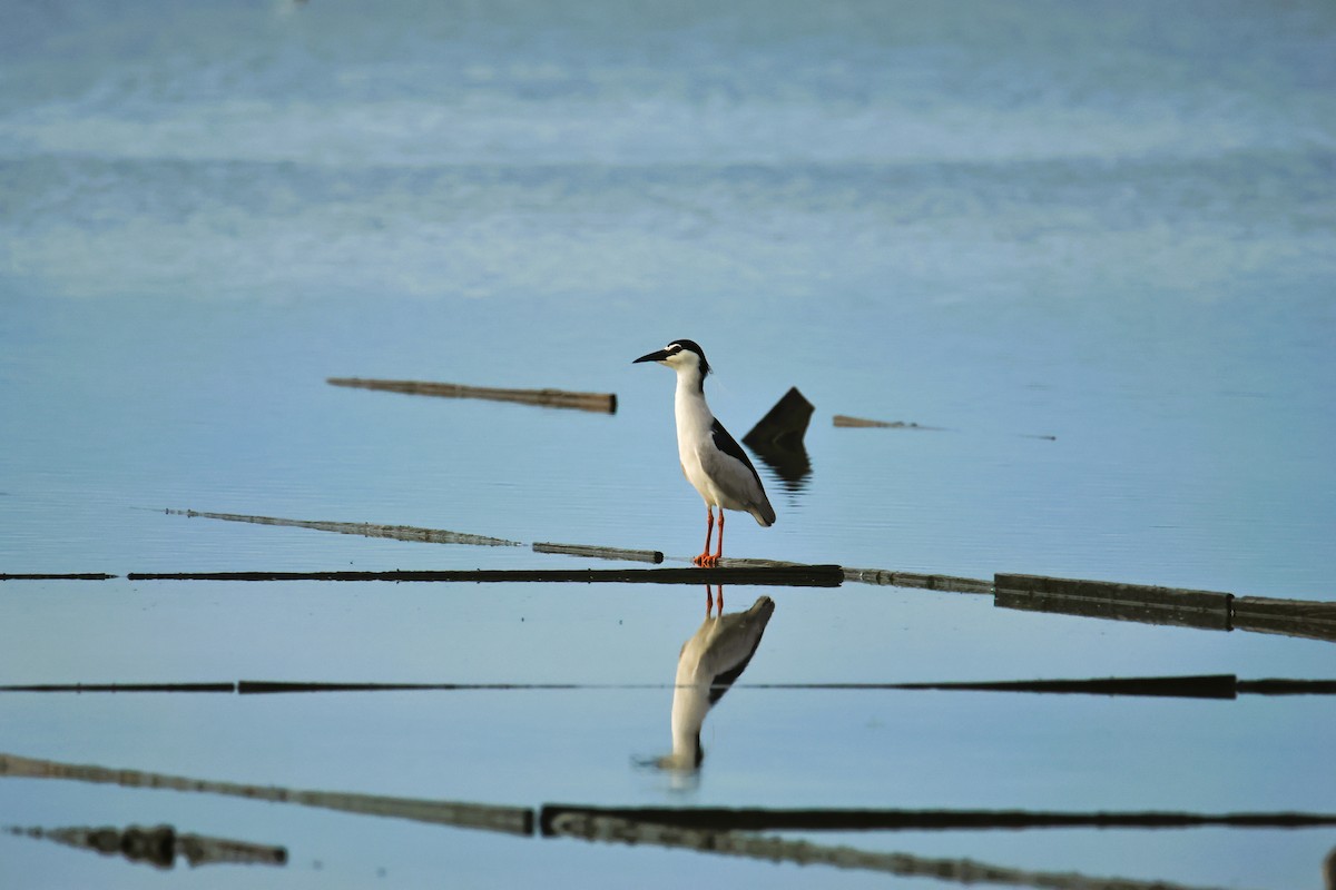 Black-crowned Night Heron - ML641687121