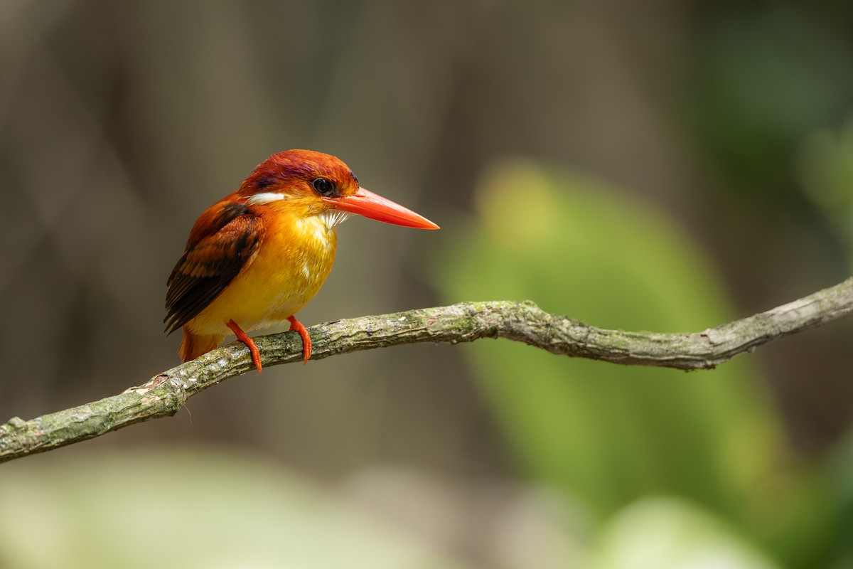 Rufous-backed Dwarf-Kingfisher - ML641687124