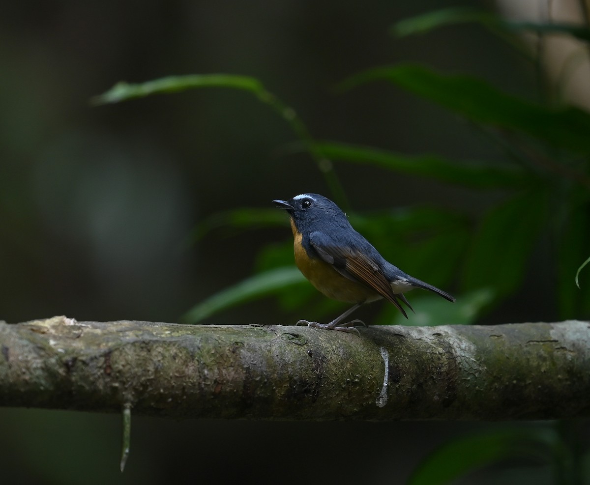 Snowy-browed Flycatcher - ML641687134