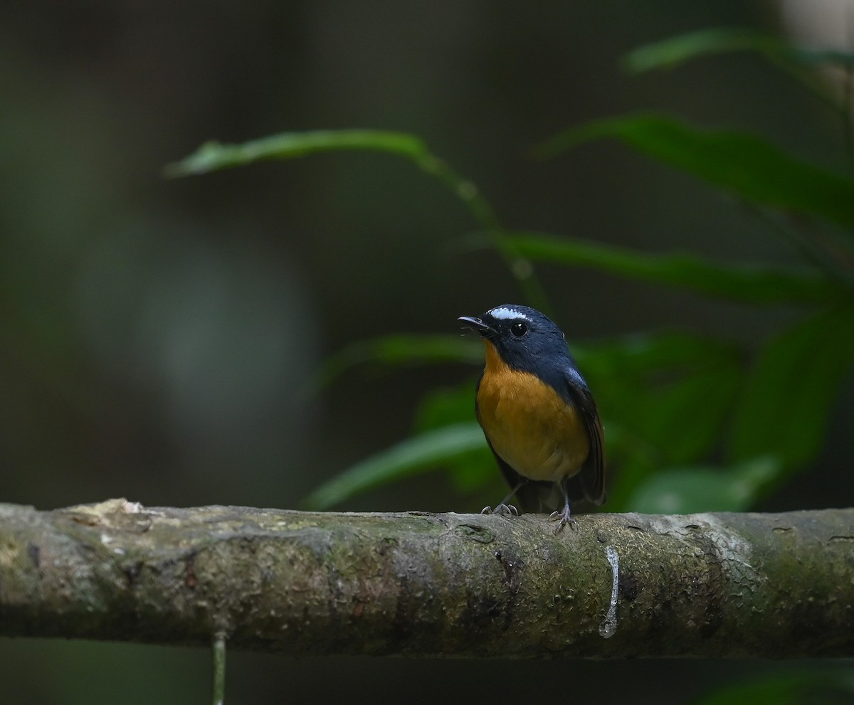 Snowy-browed Flycatcher - ML641687135