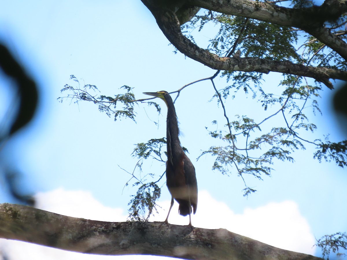 Bare-throated Tiger-Heron - ML641687142