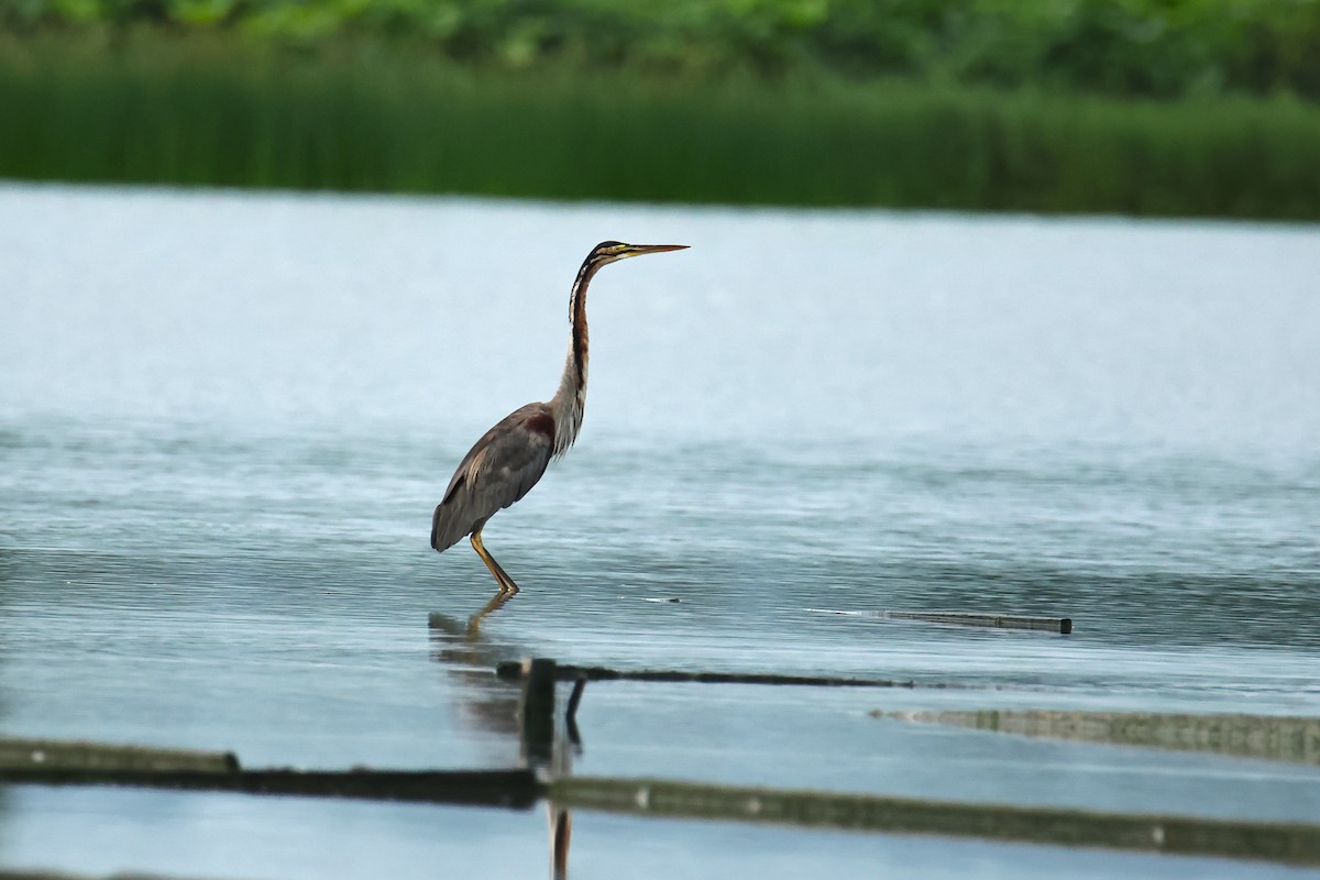 Purple Heron - ML641687161