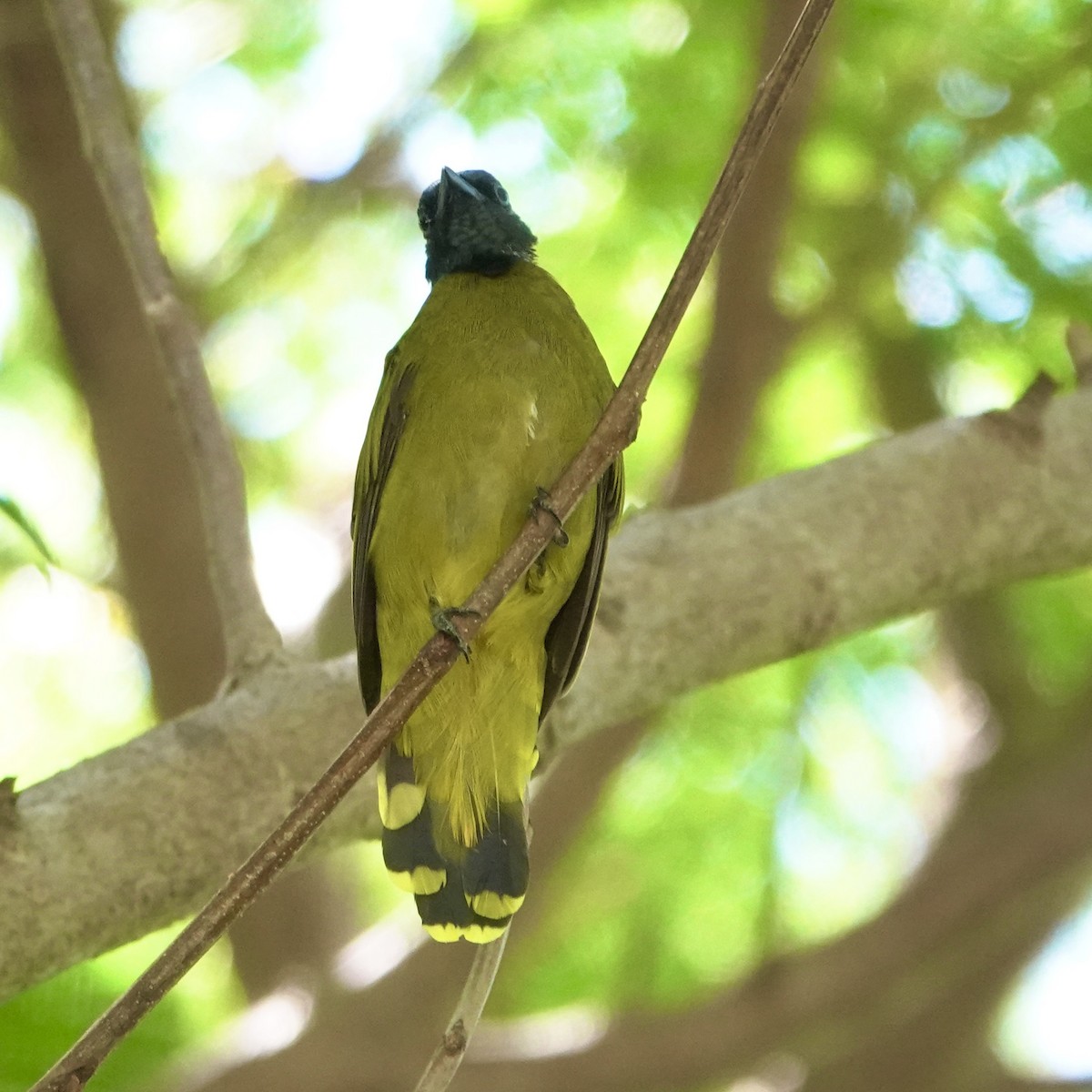 Black-headed Bulbul - ML641687190