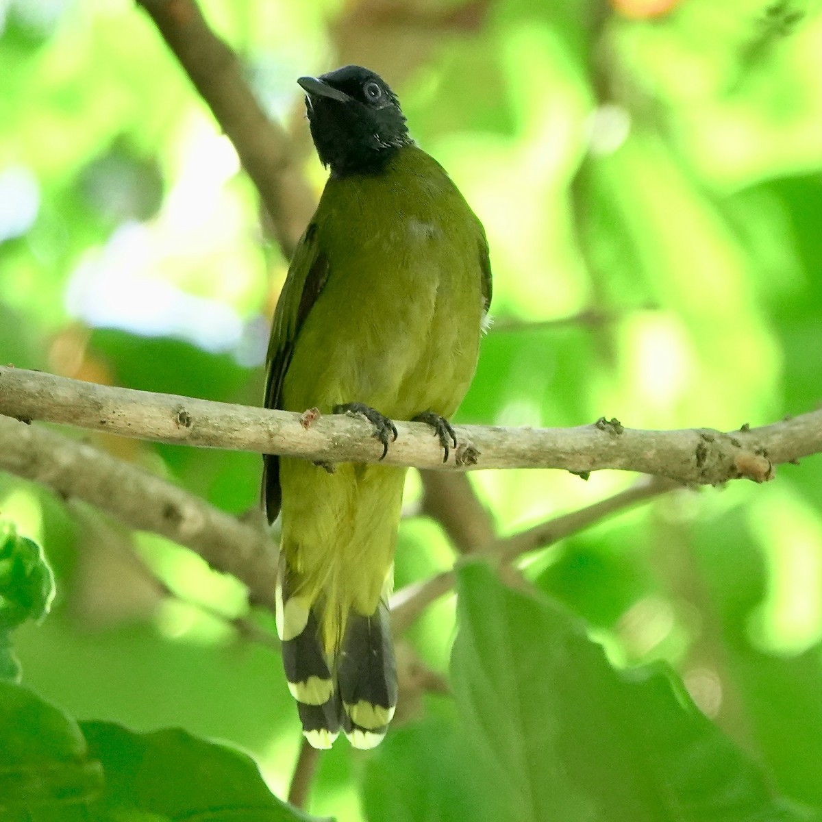 Black-headed Bulbul - ML641687192