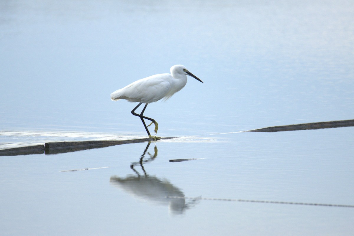 Little Egret - ML641687222