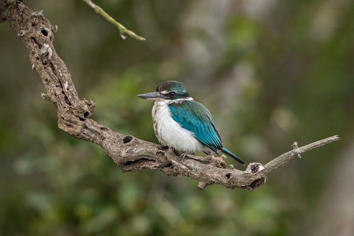 Collared Kingfisher - ML641687235