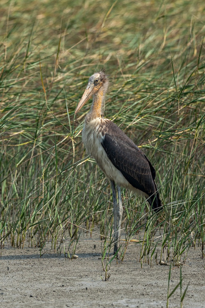 Lesser Adjutant - ML641687246
