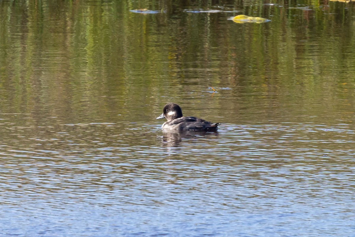 Bufflehead - ML641687287