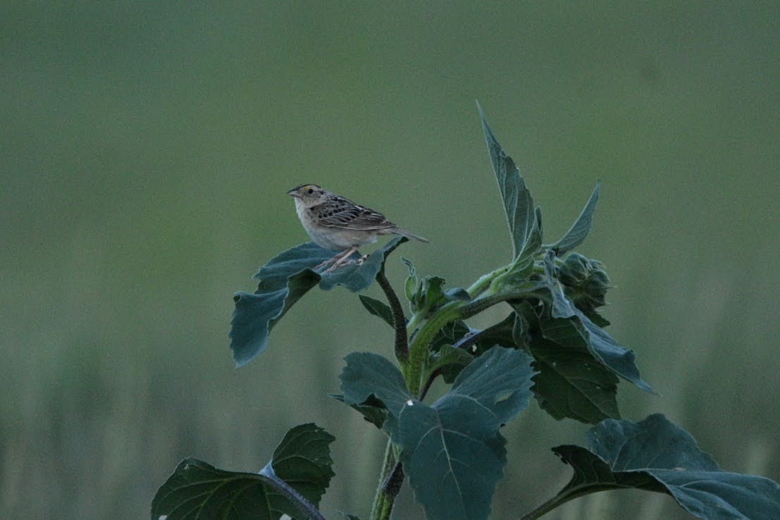 Grasshopper Sparrow - ML641687307