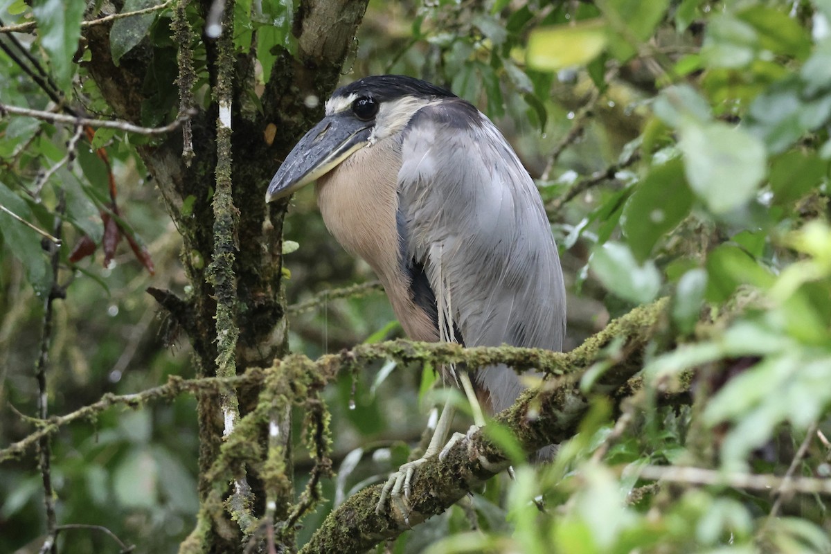 Boat-billed Heron - ML641687319
