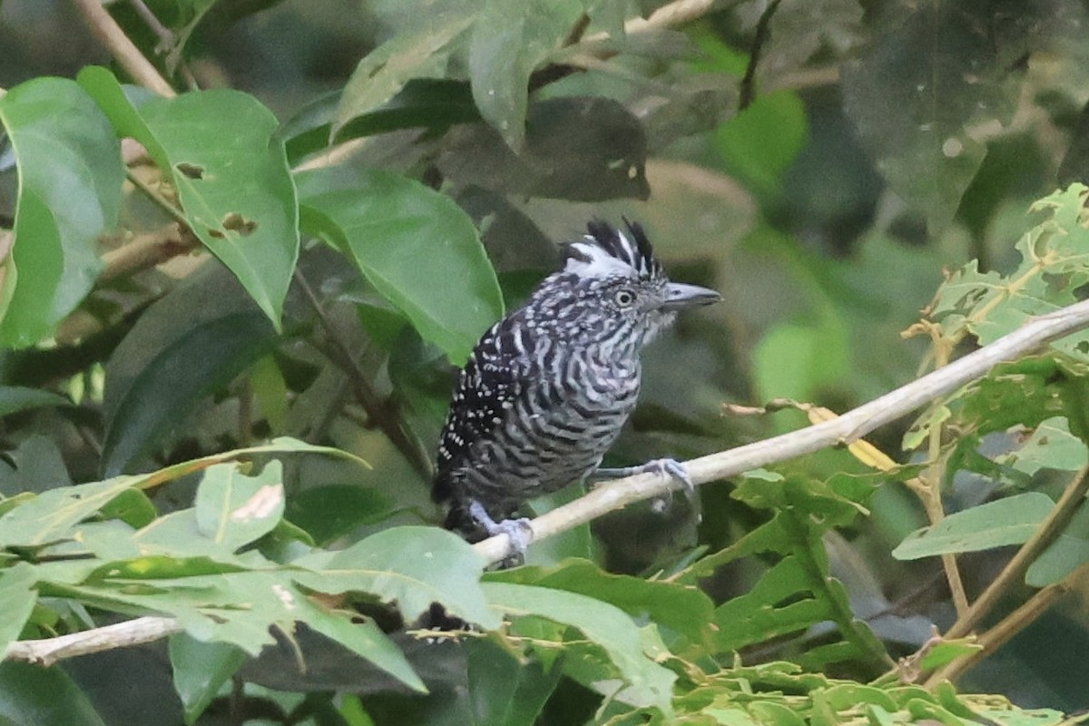 Barred Antshrike - ML641687323