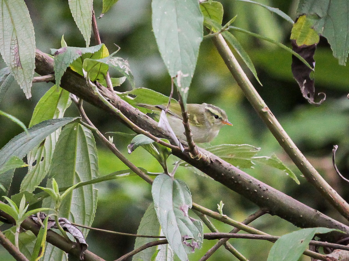 Yellow-bellied Warbler - ML641687437