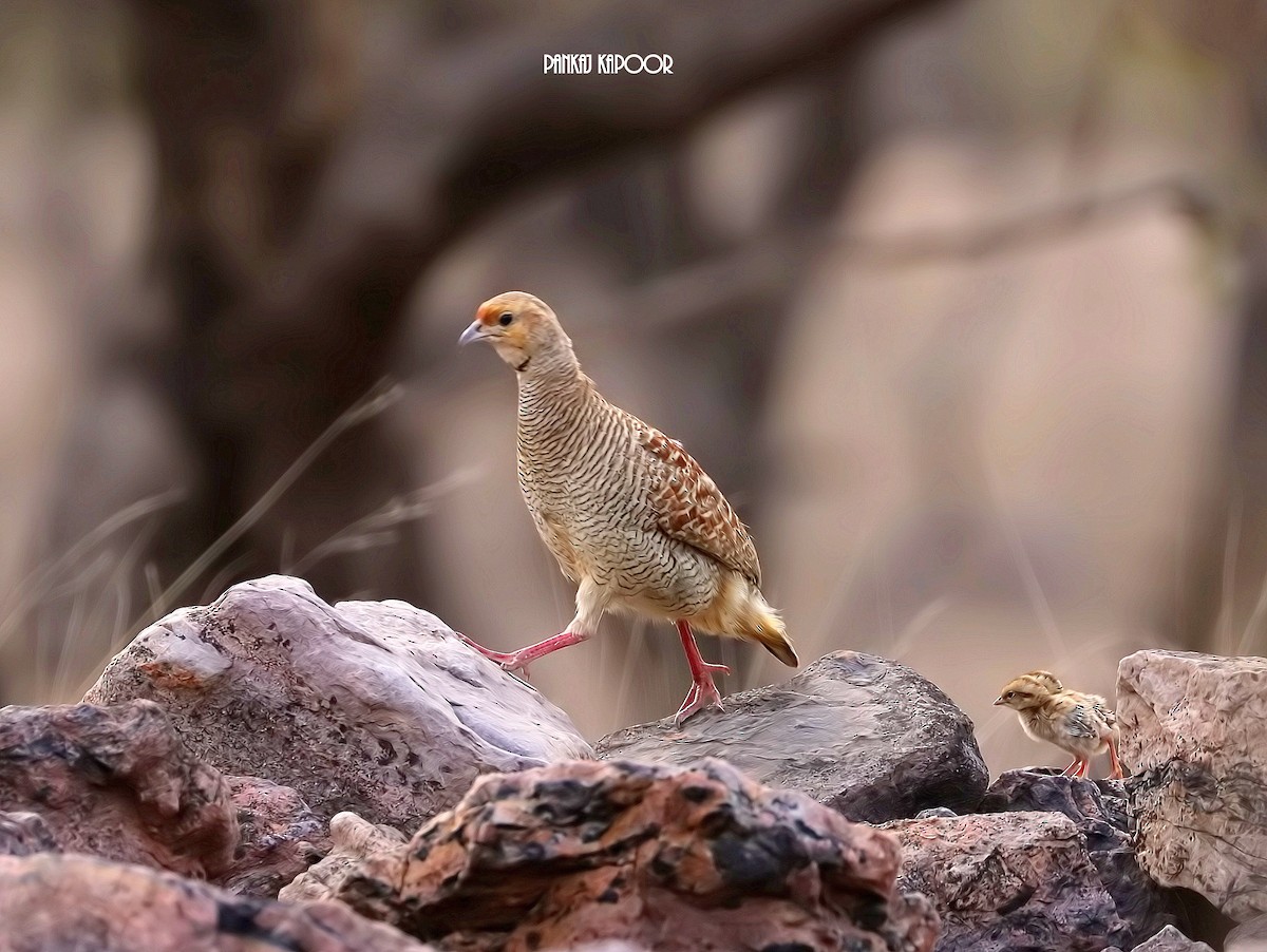 Gray Francolin - ML641687444