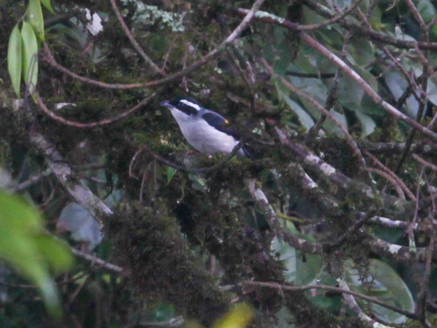White-browed Shrike-Babbler - ML641687447