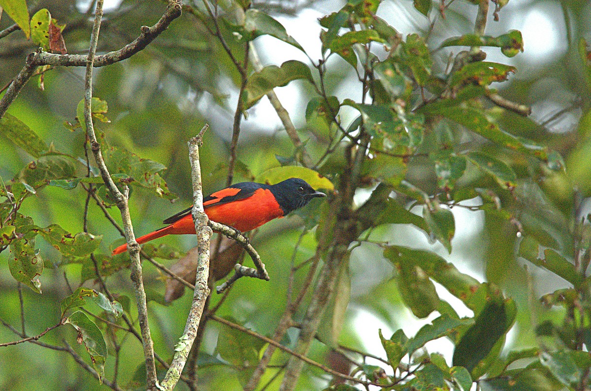 Scarlet Minivet - ML641687455