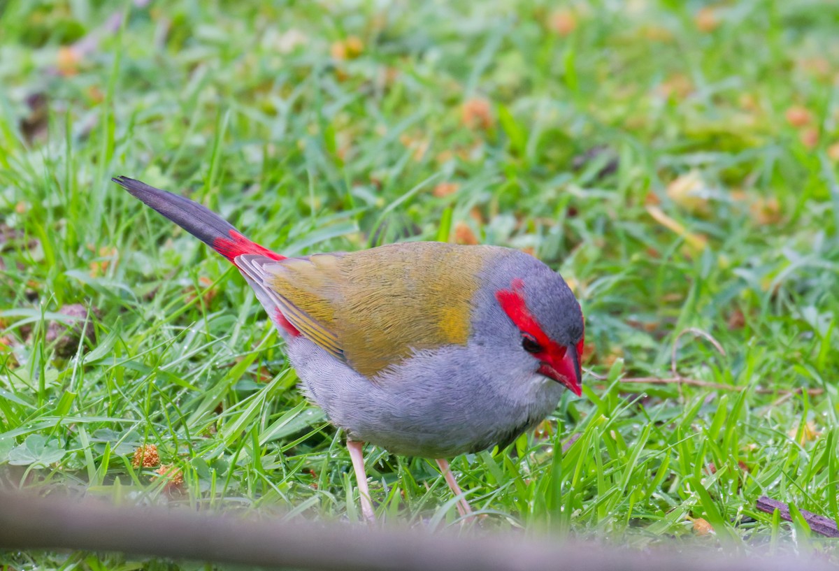 Red-browed Firetail - ML641687458
