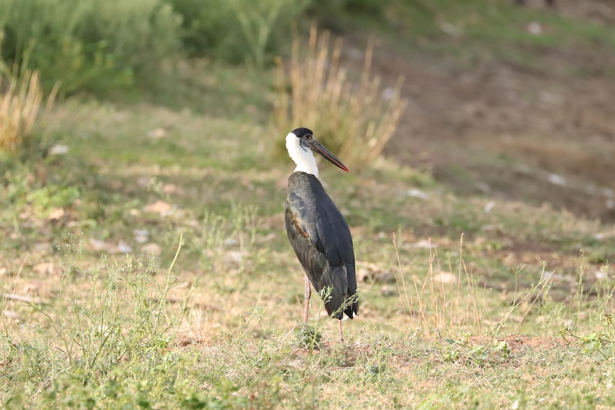 Asian Woolly-necked Stork - ML641687464